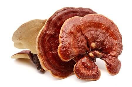 Ganoderma Lucidum Powder