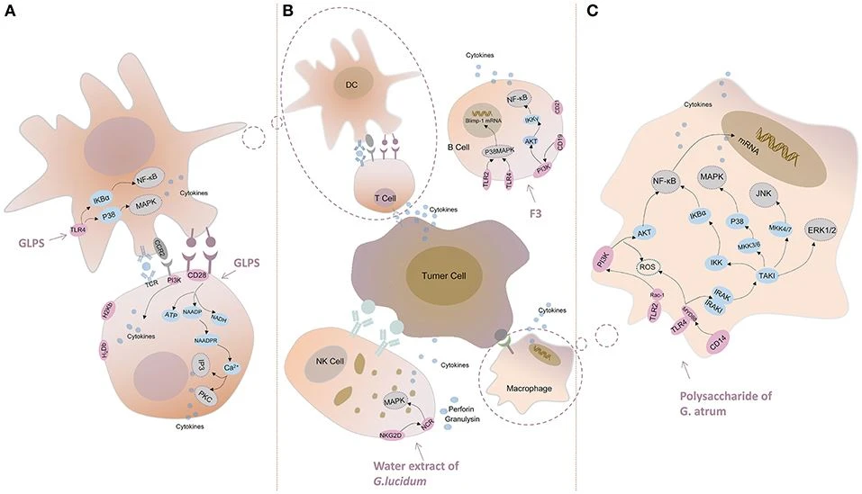 antitumor function 1