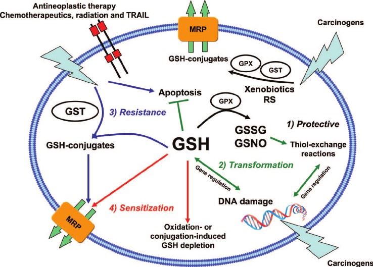 Function of reduced l-glutathione