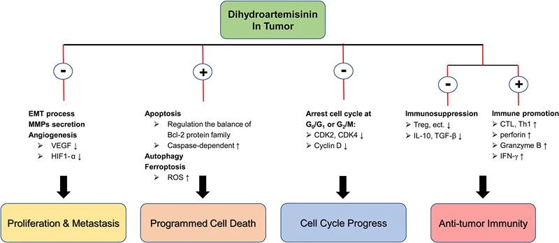 Function of 99% Dihydroartemisinin 81496-82-4 Function of 99% Dihydroartemisinin 81496-82-4