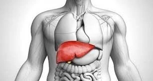 SAMe and liver health